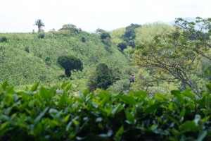 Canopy Tour