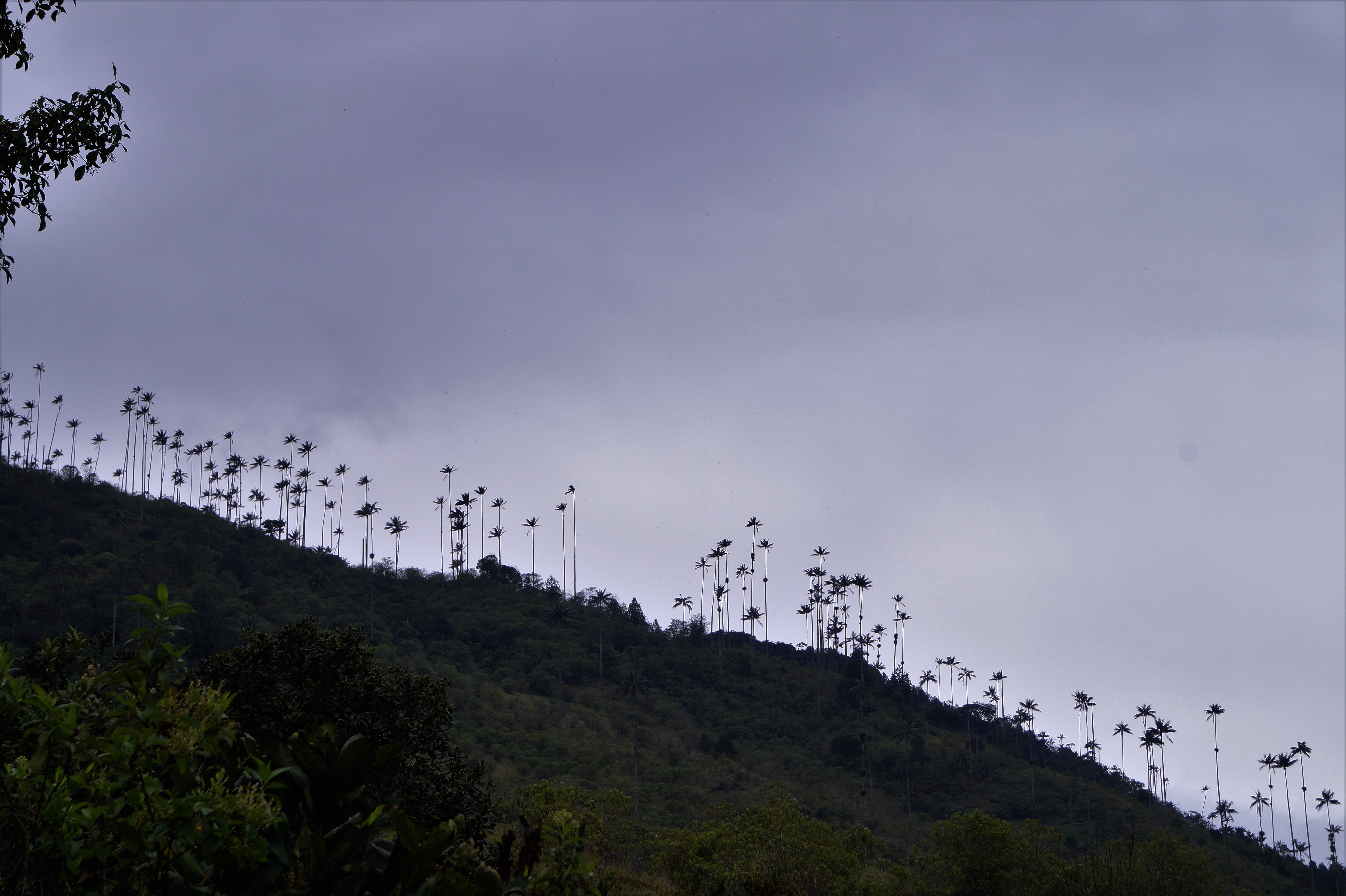 Valle del Cocora Wax Palms