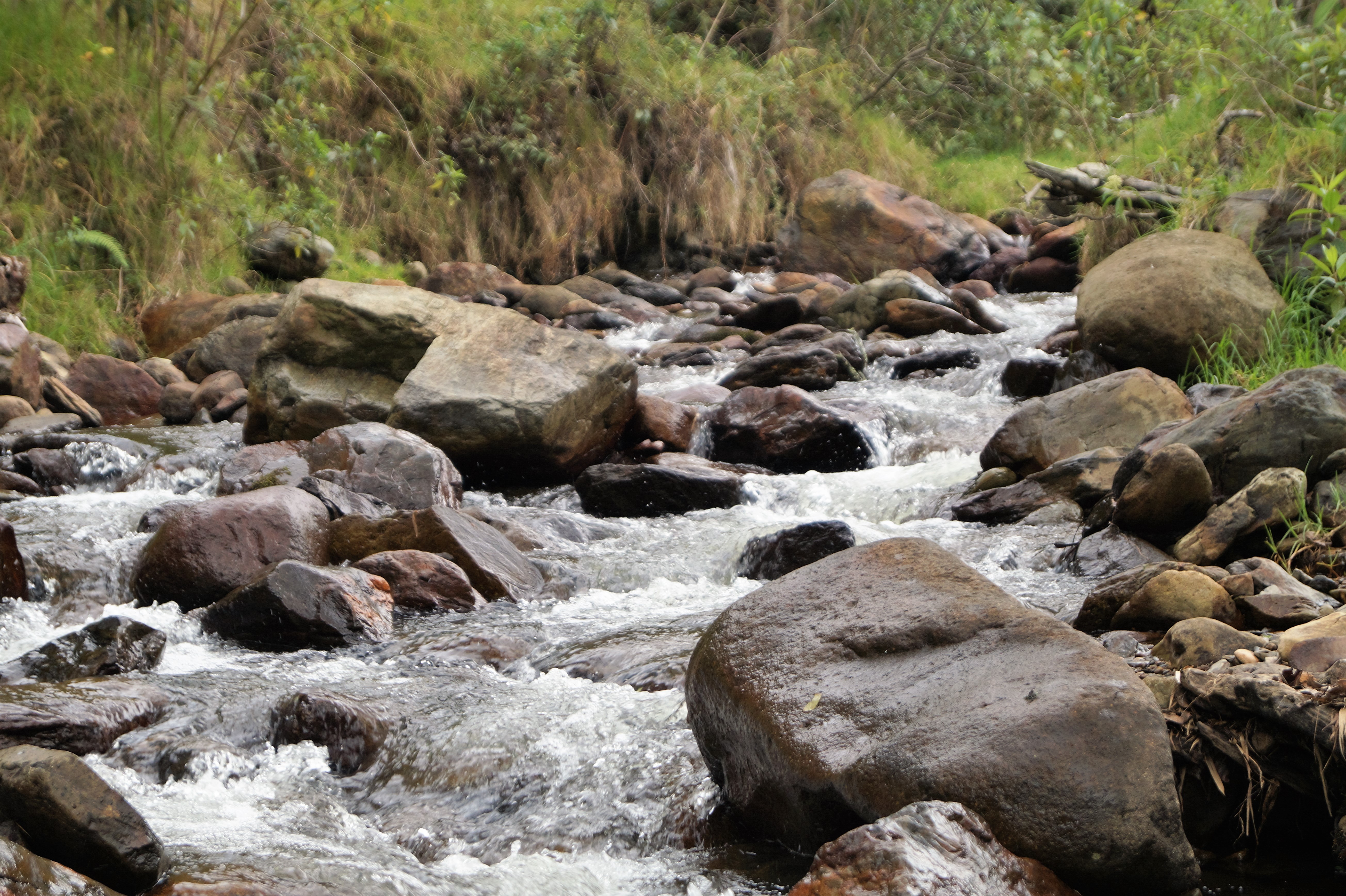 Valle del Cocora Creek