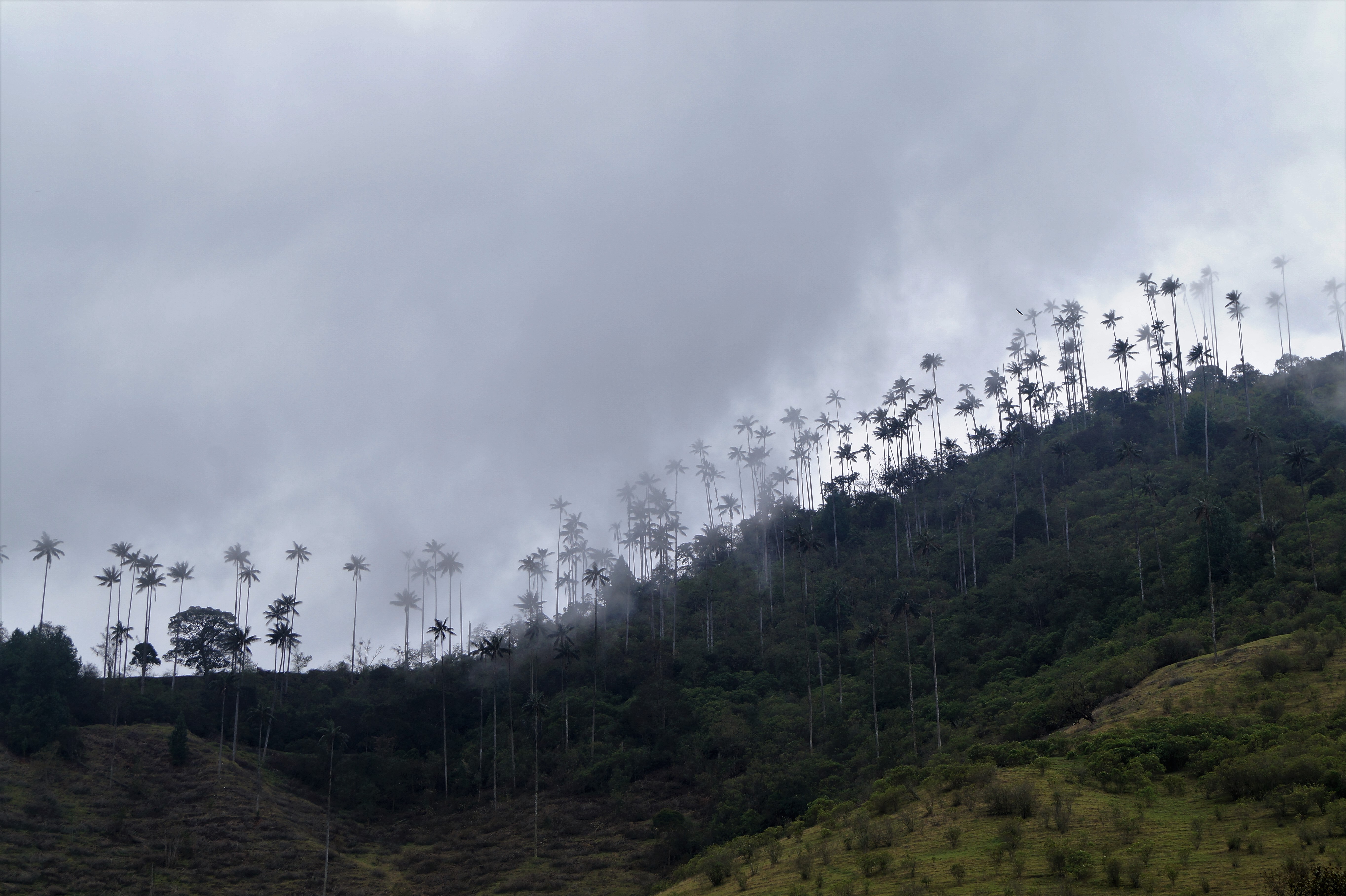 Valle del Cocora 2 Wax Palms